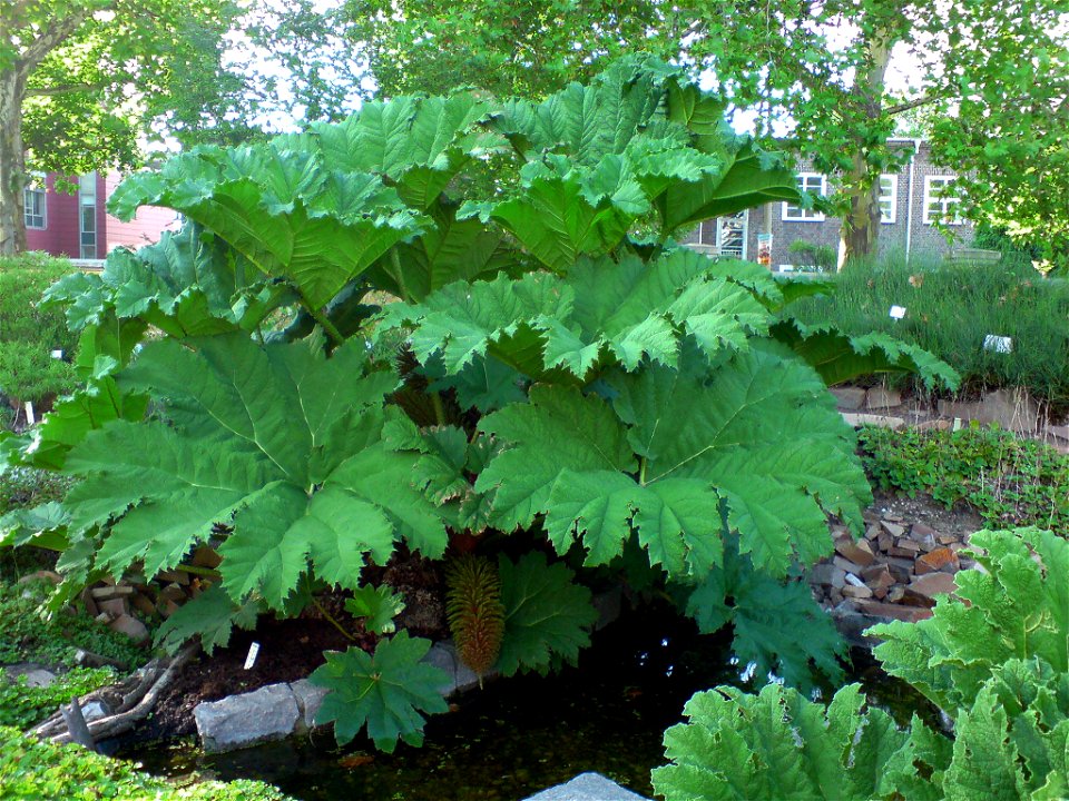 Gunnera manicata (Mammut-Blatt) - Botanischer Garten Leipzig