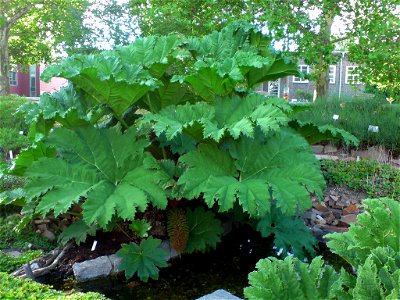Gunnera manicata (Mammut-Blatt) - Botanischer Garten Leipzig