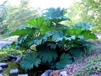 Gunnera manicata (Mammut-Blatt) - Botanischer Garten Leipzig