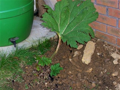 James Park Young Gunnera Manicata