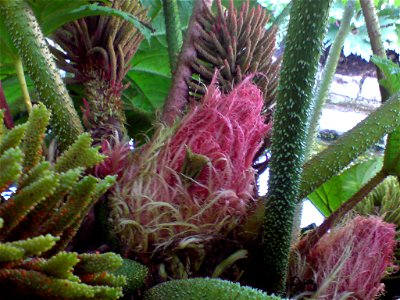 Gunnera manicata (Mammut-Blatt) - Botanischer Garten Leipzig