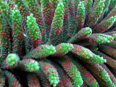 Gunnera manicata (Mammut-Blatt) - Blütenstand (inflorescence) - Botanischer Garten Leipzig