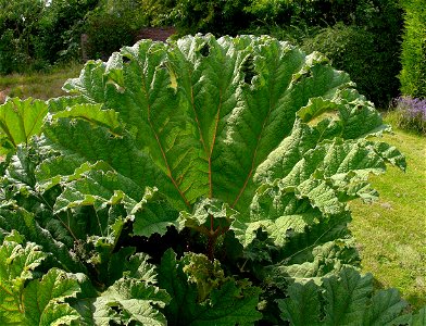 Gunnera manicata
Nederlands:  Mammoetblad
Deutsch:  Mammutblatt oder auch Riesen-Rhabarber
Français :  Rhubarbe_géante