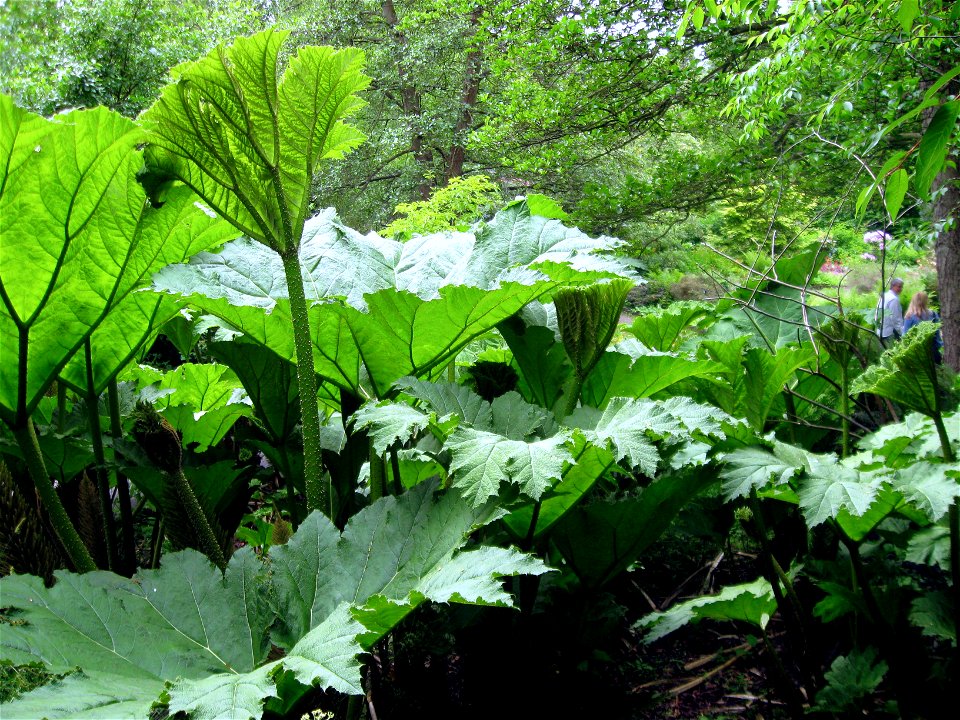 Gunnera manicata photographed at Durham University Botanic Garden on 3 June 2009.
