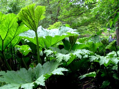 Gunnera manicata photographed at Durham University Botanic Garden on 3 June 2009. photo