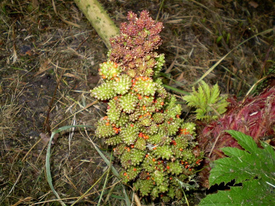 Gunnera tinctoria.gunnera. gemaakt bij groencollege Goes