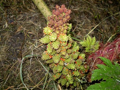 Gunnera tinctoria.gunnera. gemaakt bij groencollege Goes