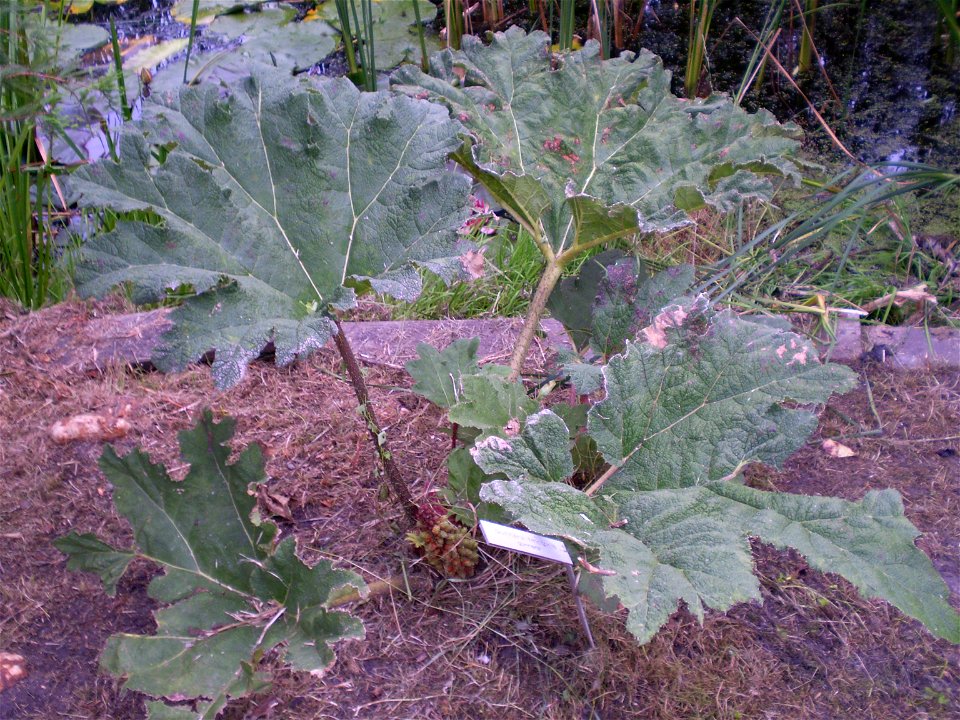 Gunnera tinctoria.gunnera. gemaakt bij groencollege Goes