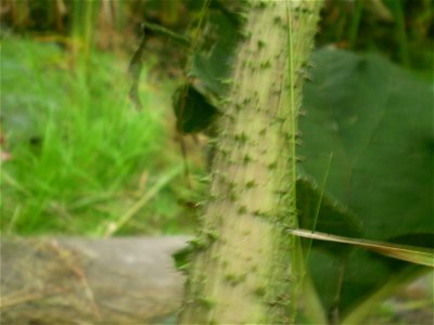 Gunnera tinctoria.gunnera. gemaakt bij groencollege Goes