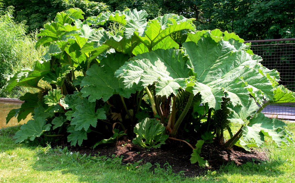 Gunnera tinctoria in Botanical Garden Liberec, Czech Republic