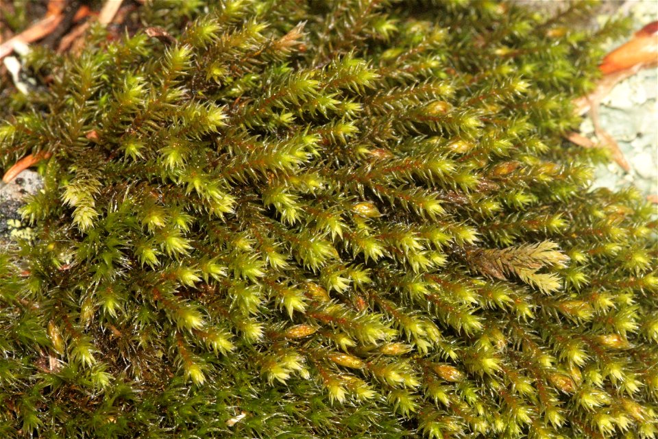 Hedwigia ciliata