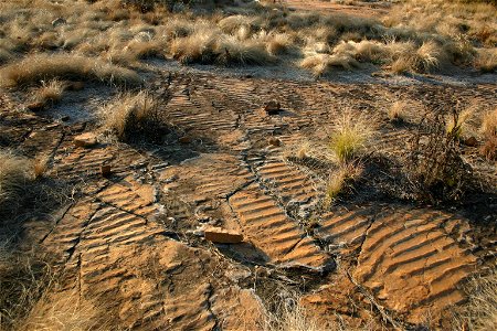 Magaliesberg dip slope (north-facing) showing fossil ripple marks. Grass-like plants in background are Coleochloa setifera while dead-looking shrublets are dormant Myrothamnus flabellifolius. Locality