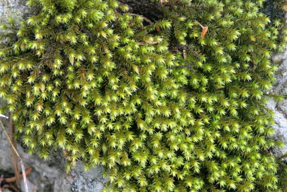 Hedwigia ciliata