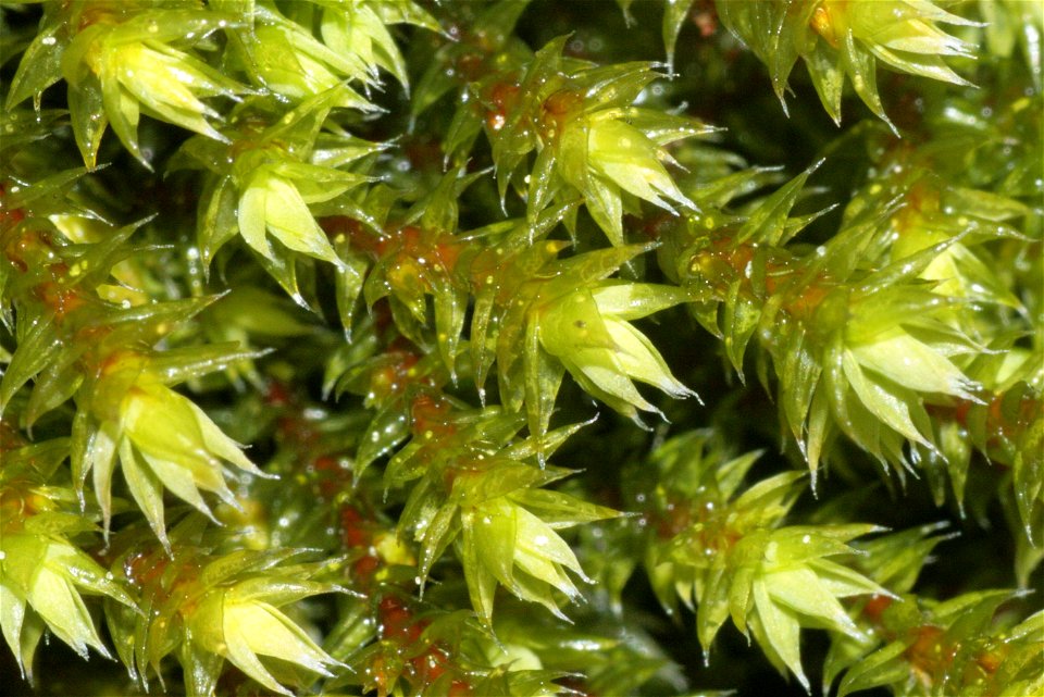 Hedwigia ciliata