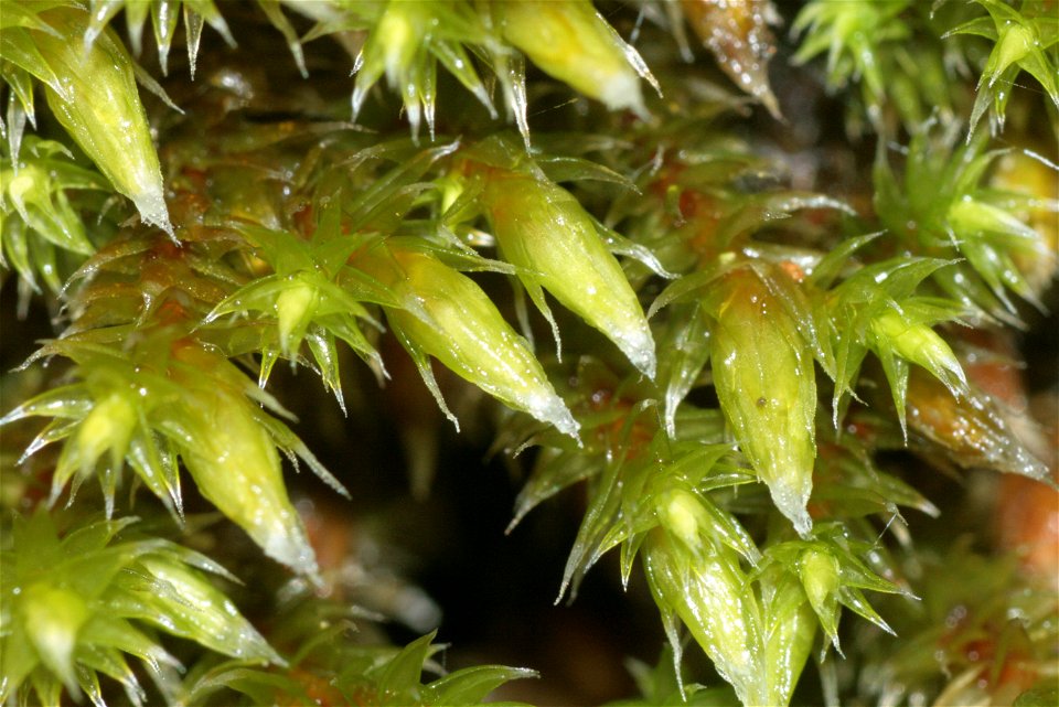 Hedwigia ciliata