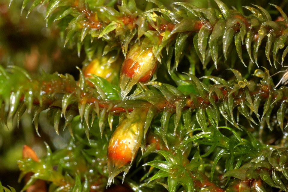 Hedwigia ciliata