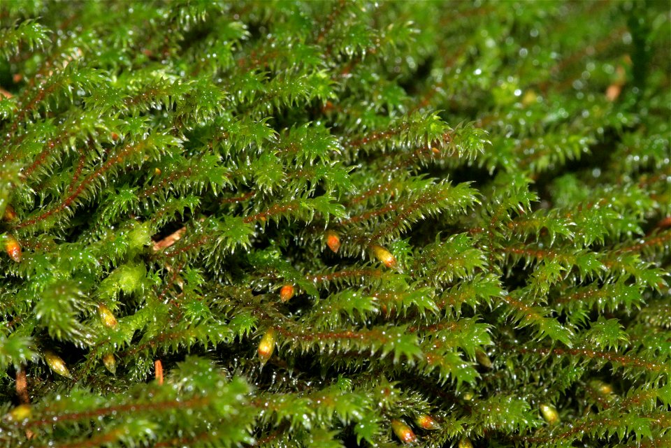Hedwigia ciliata