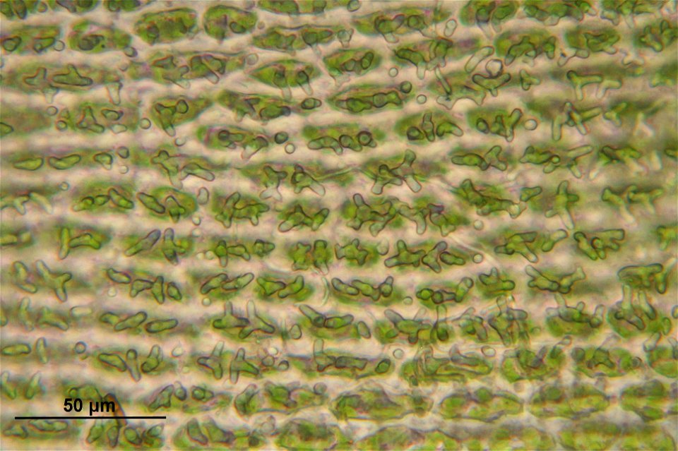 Hedwigia ciliata