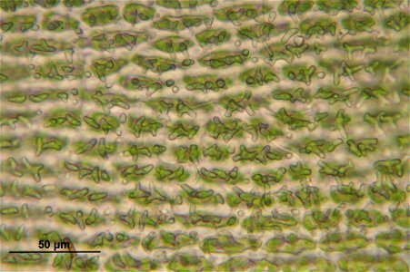 Hedwigia ciliata