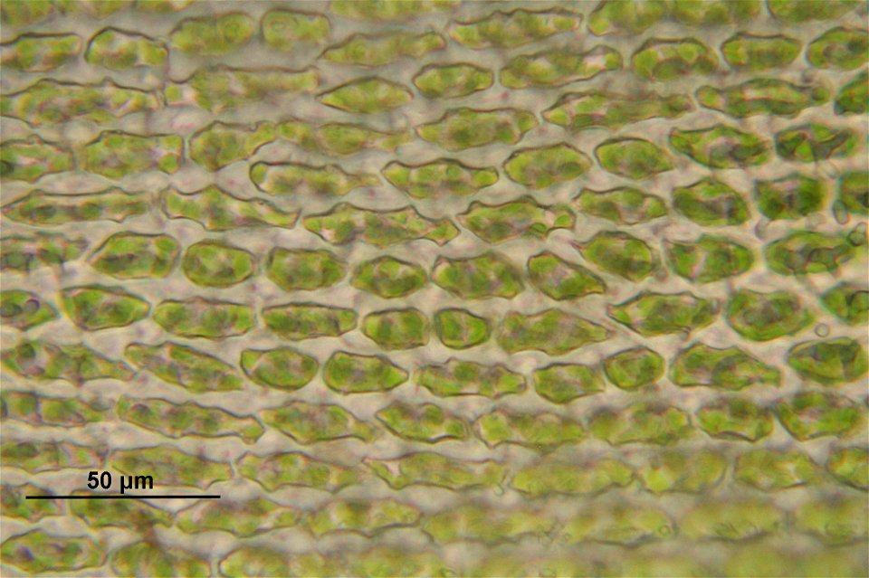 Hedwigia ciliata