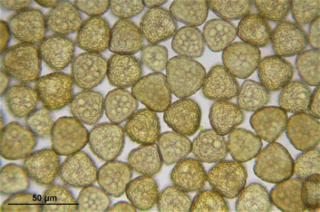 Hedwigia ciliata