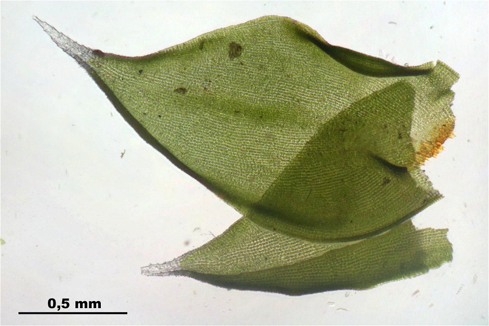 Hedwigia ciliata