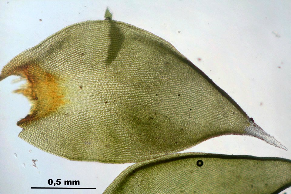 Hedwigia ciliata