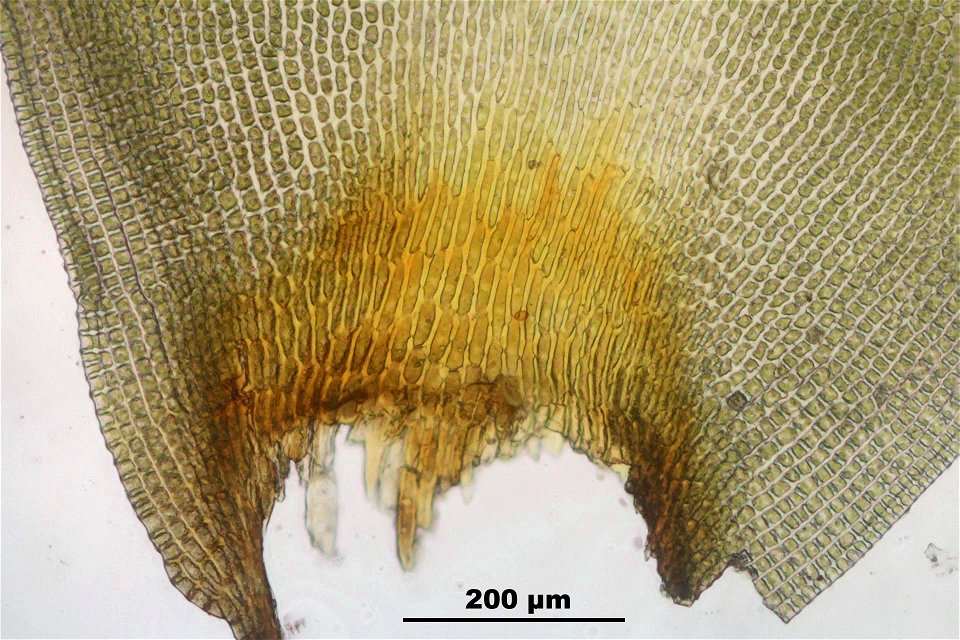 Hedwigia ciliata