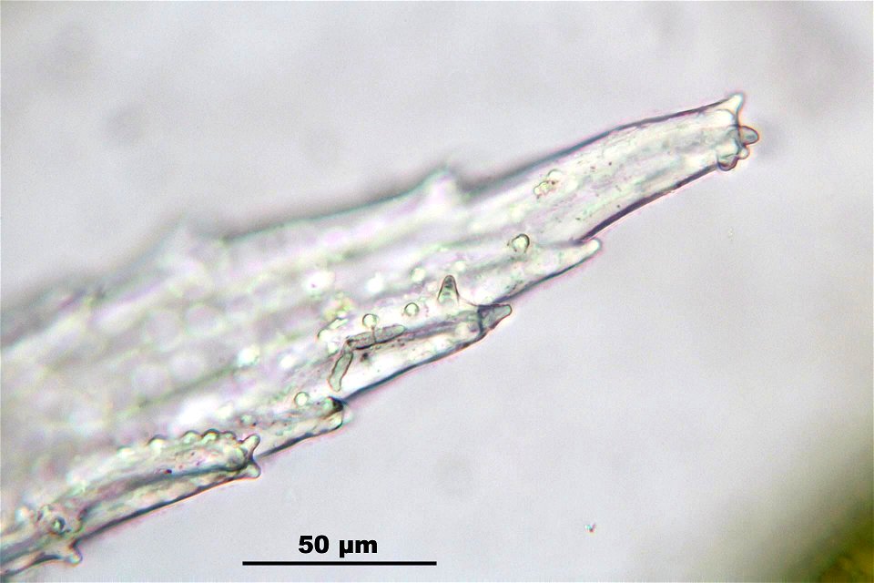 Hedwigia ciliata