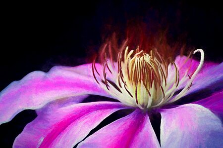 Blossom bloom dark