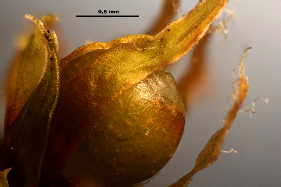 Hedwigia ciliata