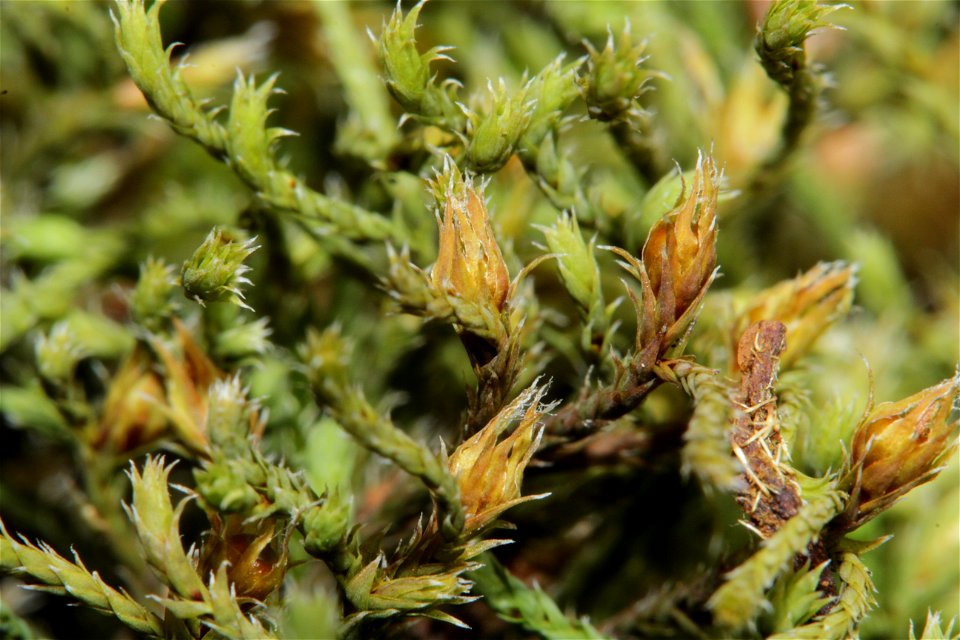 Hedwigia ciliata