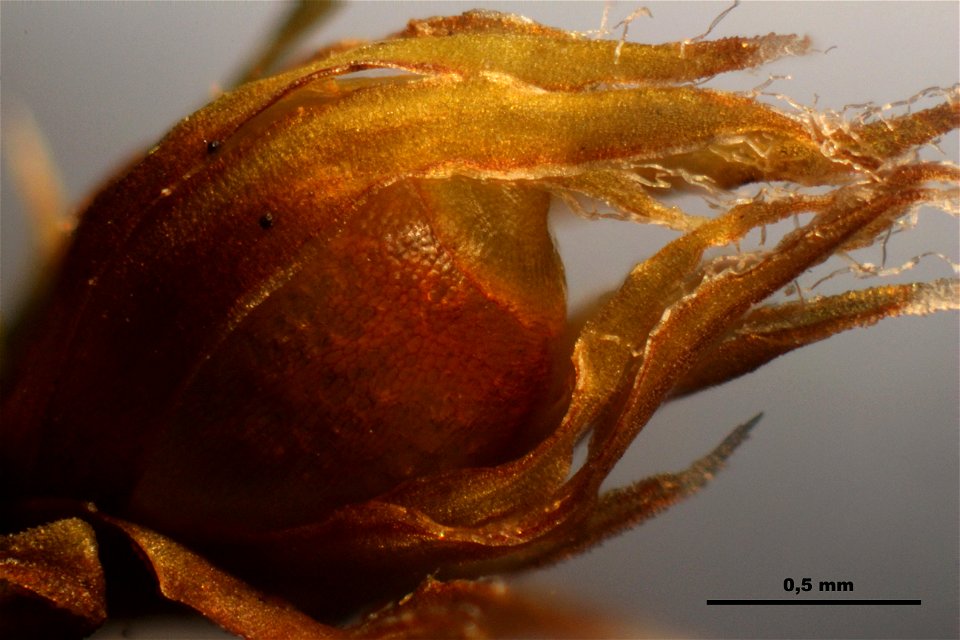Hedwigia ciliata