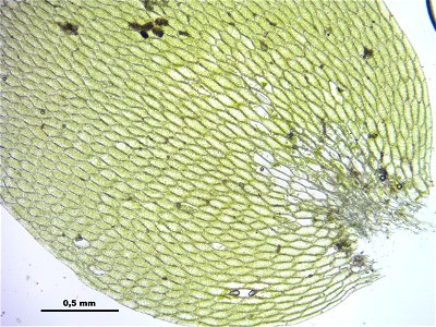 Hookeria lucens