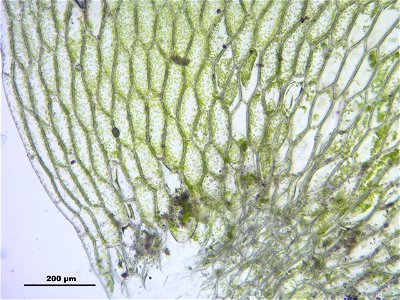 Hookeria lucens