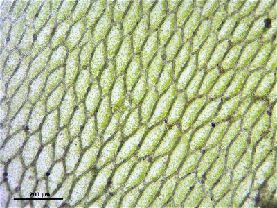 Hookeria lucens