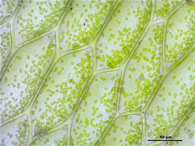 Hookeria lucens