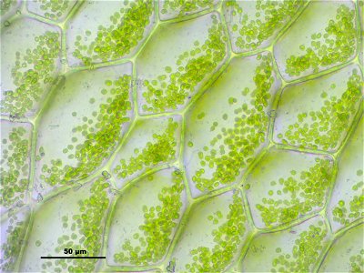 Hookeria lucens