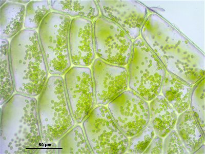 Hookeria lucens