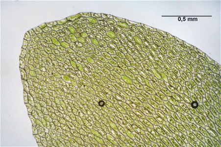 Hookeria lucens