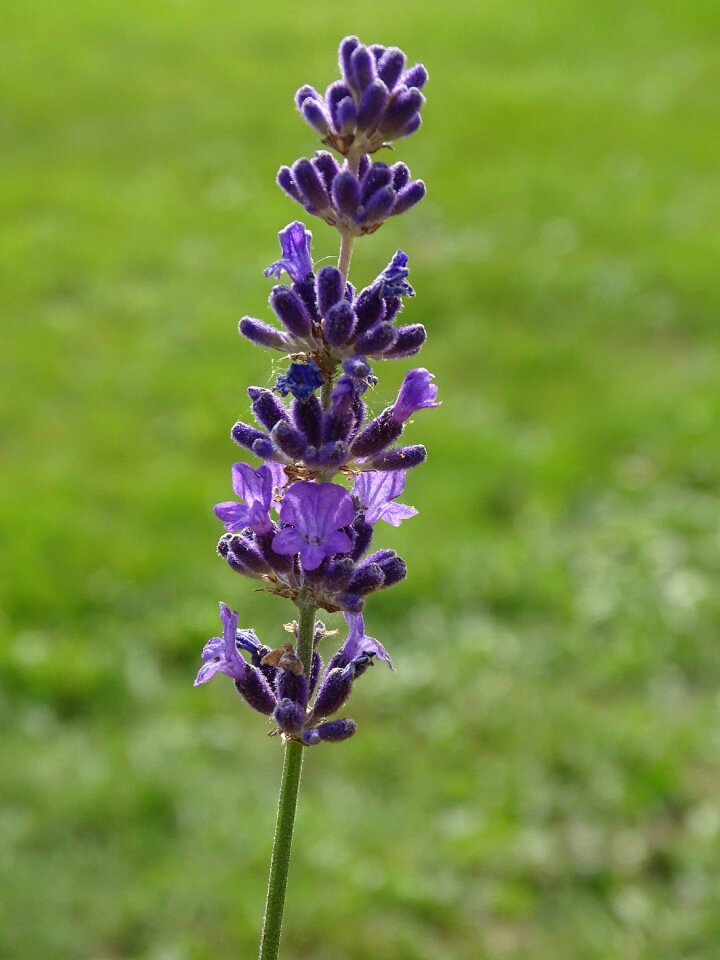 Plants violet garden