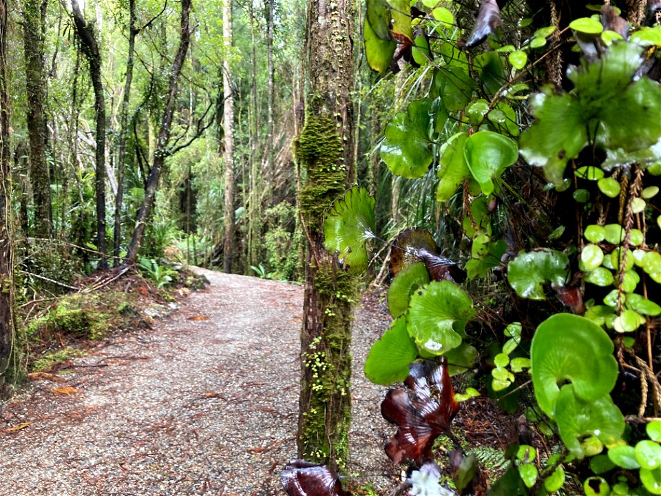 The West Coast Wilderness Trail passes through fern-laden kahikatea forest near Mahināpua Creek, south of Hokitika
