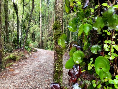 The West Coast Wilderness Trail passes through fern-laden kahikatea forest near Mahināpua Creek, south of Hokitika