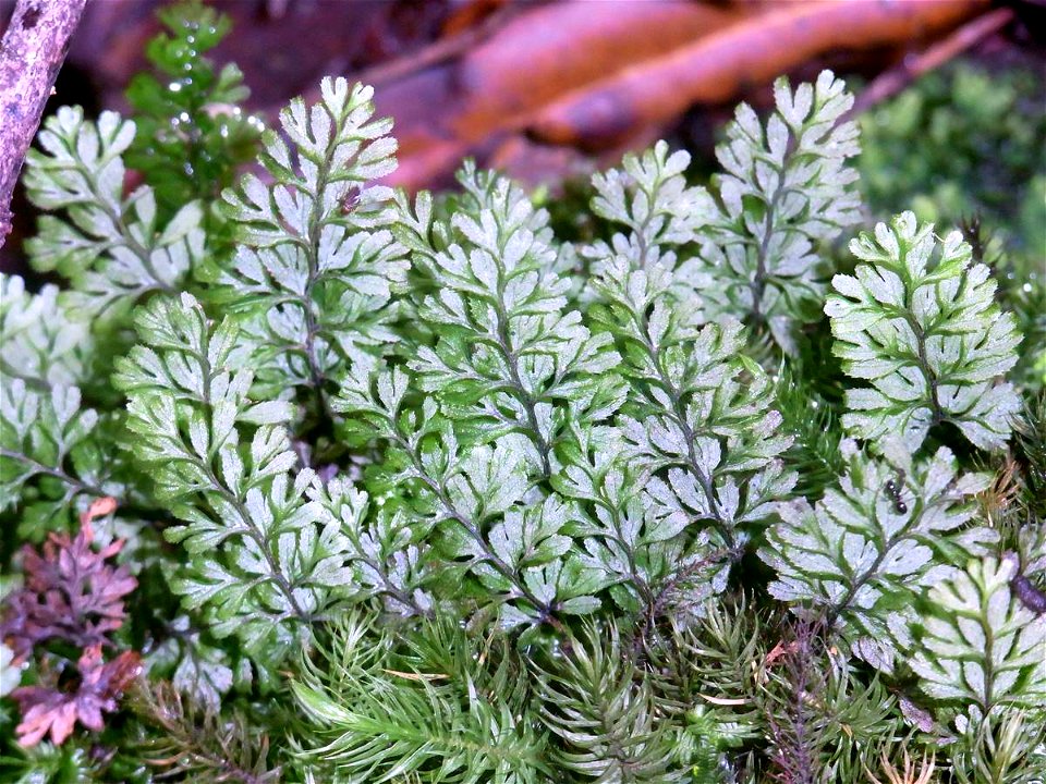 Filmy Fern, growing on Hawkesbury Sandstone, Chatswood West, Australia. Hymenophyllum cupressiforme