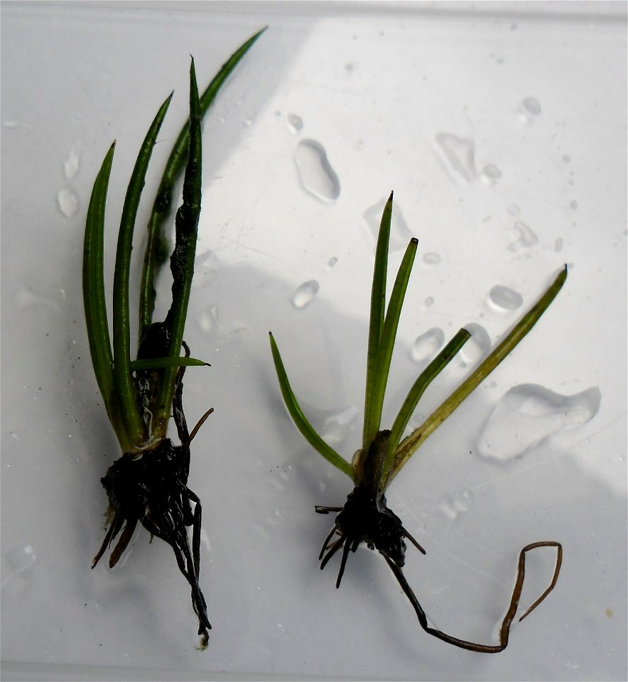 Isoetes lacustris from Madum Lake, Rold Forest, Himmerland, North Jutland, Denmark