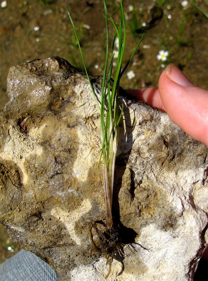 Isoetes butleri in a limestone glade at Cedars of Lebanon State Forest, Wilson County, Tennessee
