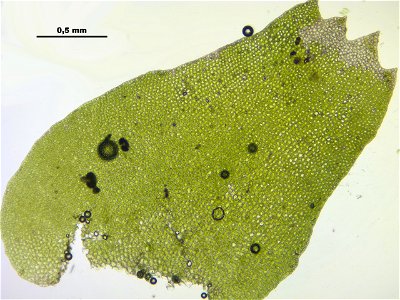 Bazzania trilobata