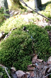 Tridantė bazanija (Bazzania trilobata)