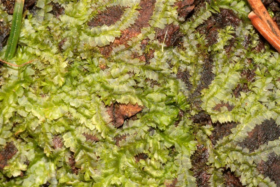 Chiloscyphus profundus (Lophocolea heterophylla)