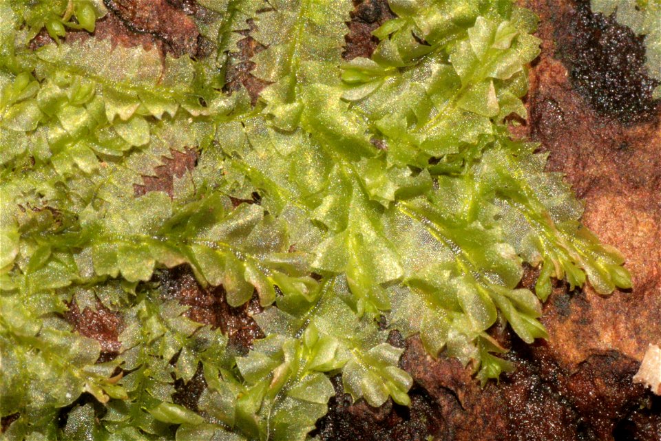 Chiloscyphus profundus (Lophocolea heterophylla)